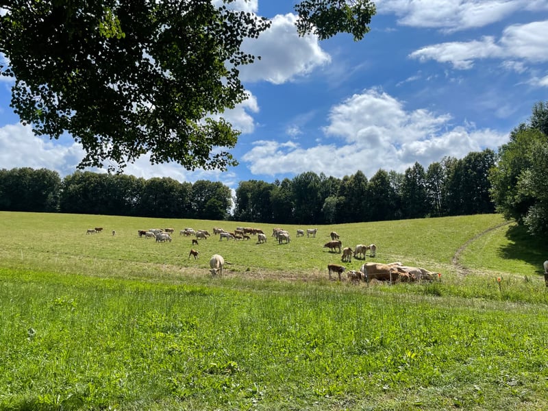 Pasture with a herd of cows near the apartment